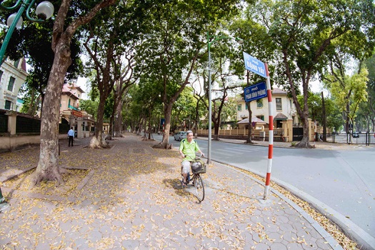 cua hang nhan sam ha noi cao cap tai pho dang tat