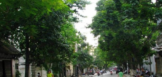 cua hang nhan sam ha noi uy tin tai pho la duong