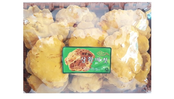 Nấm Thượng Hoàng Hàn Quốc Cao Cấp - 500g – Sâm